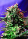 Sweet Seeds Jack 47 F1 Fast Version ® (Феминизированные)