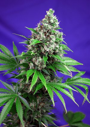 Семена Sweet Seeds Killer Kush F1 Fast Version ® (Феминизированные)