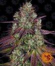 Barney's Farm Seeds Mimosa EVO (Феминизированные)