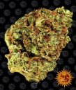 Barney's Farm Seeds Watermelon Zkittles (Автоцветущие феминизированные)