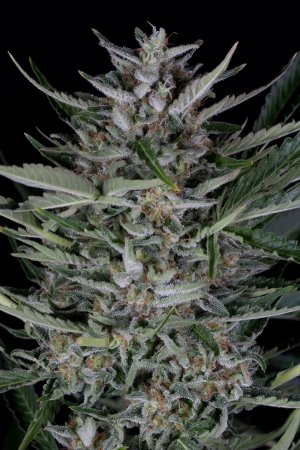 Семена Dinafem Seeds Gorilla (Автоцветущие феминизированные)