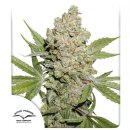 Dutch Passion Seeds Auto Lemon Kix (Автоцветущие феминизированные)