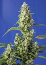 Gorilla Girl XL Auto ® (Автоцветущие феминизированные)