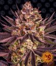 Barney's Farm Seeds Biscotti  Mintz (Феминизированные)