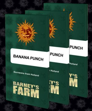 Семена Barney's Farm Seeds Banana Punch (Феминизированные)