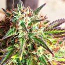 Nirvana Seeds Girl Scout Cookies (Автоцветущие феминизированные)