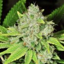 Nirvana Seeds Original Glue (Автоцветущие феминизированные)
