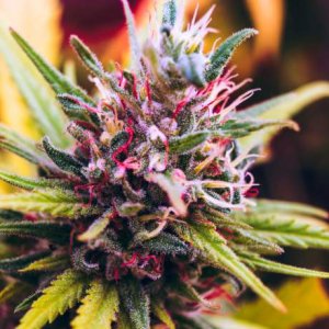 Семена Nirvana Seeds Granddaddy Purple (Феминизированные)