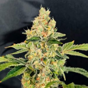Семена Nirvana Seeds Sherbet Cookies (Феминизированные)
