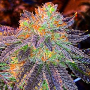 Семена Nirvana Seeds Zkittlez (Феминизированные)