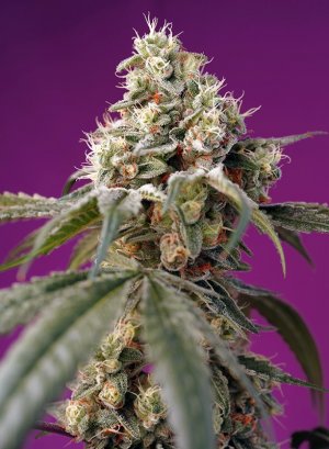 Семена Sweet Seeds Bruce Banner Auto ® (Автоцветущие феминизированные)