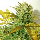 Flash Seeds Kush Van Stitch (Автоцветущие обычные)